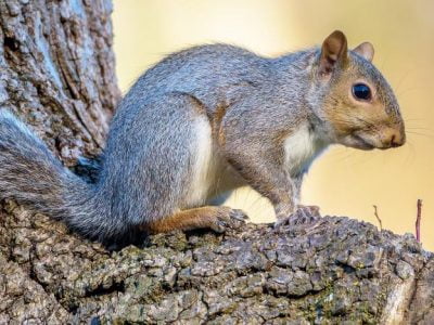 Squirrels in Backyard