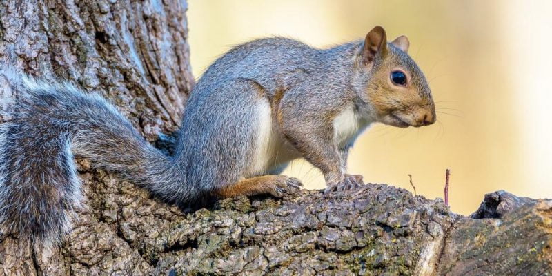 Squirrels in Backyard