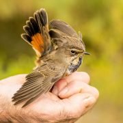 How to Catch a Wild Bird in My Backyard: Easy-Step Guide 2020