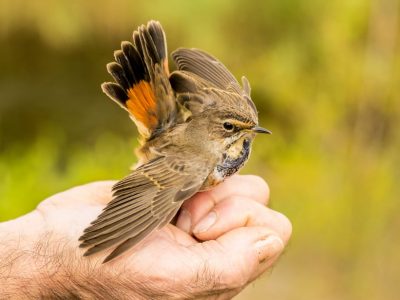 How to Catch a Wild Bird in My Backyard: Easy-Step Guide 2020