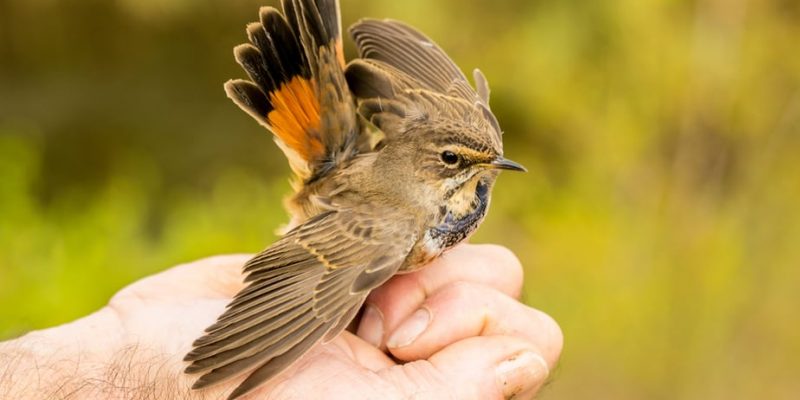 How to Catch a Wild Bird in My Backyard: Easy-Step Guide 2020