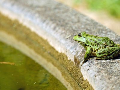 How to Get Rid of Frogs from Your Backyard: Easy Walkthrough 2020