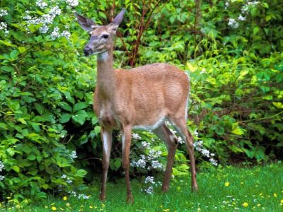 What to Feed Deer in your Backyard: Wildlife-Friendly Homes 2020