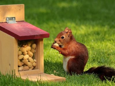 What to Feed Squirrels in Your Backyard to Make Them Go Nuts 2020