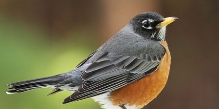 Catching An Injured Wild Bird