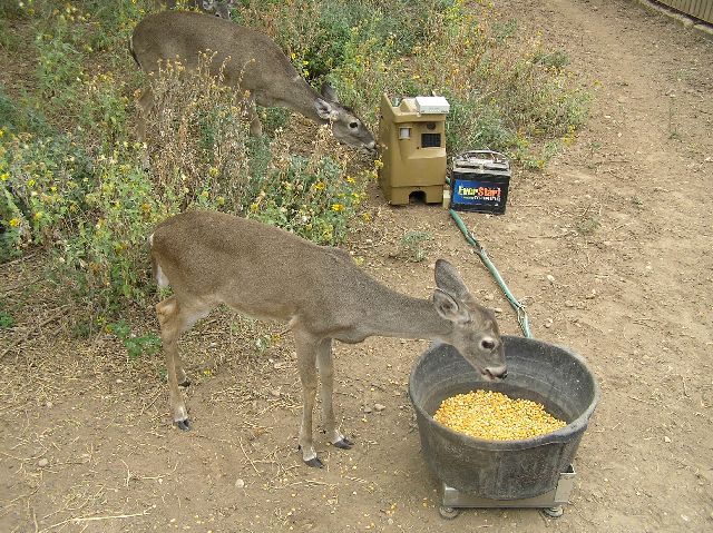 Feed Deer in your Backyard