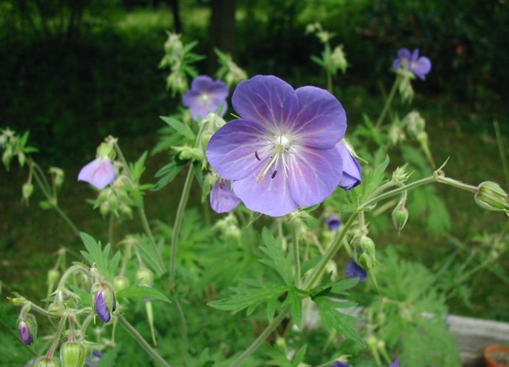 Geranium