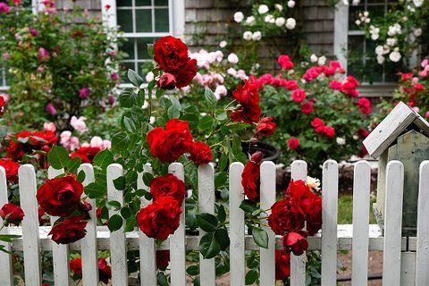 White Picket Fence Rose Garden