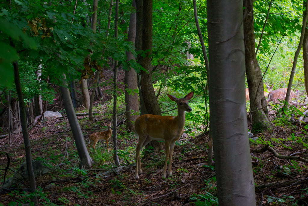 The Ascent of the Deer