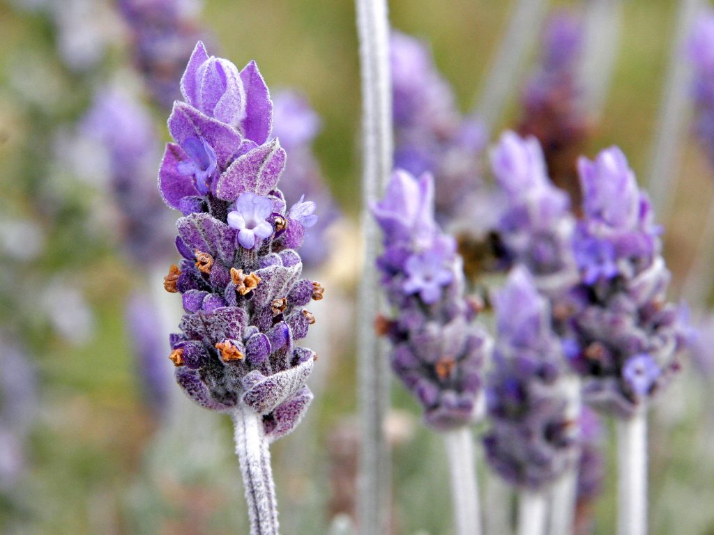 lavendar