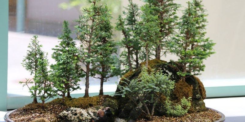 15 Beautiful and Smallest Bonsai Trees You Can Grow Indoors and Outdoors