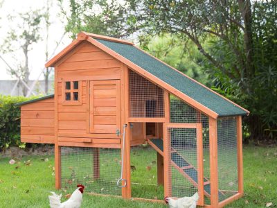 5+ Chicken Coop Door Ideas: Great Help to Get You Started