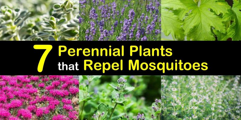 7 Perennial Plants That Repel Mosquitoes