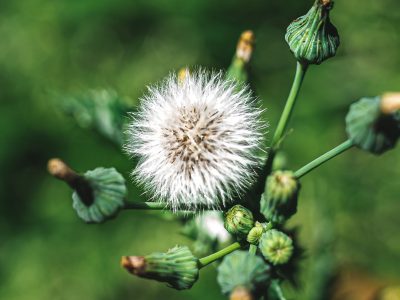 9 Different Types of Weeds: Common Garden Weed Species