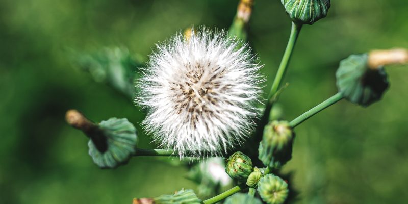 9 Different Types of Weeds: Common Garden Weed Species