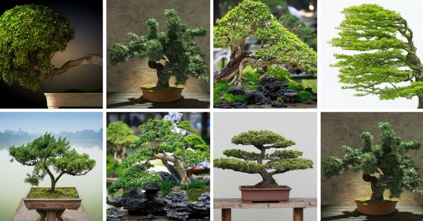 Bonsai