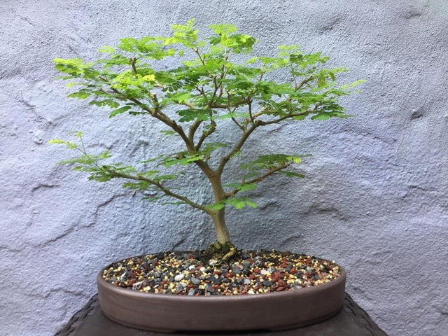 Brazilian Rain Tree Bonsai