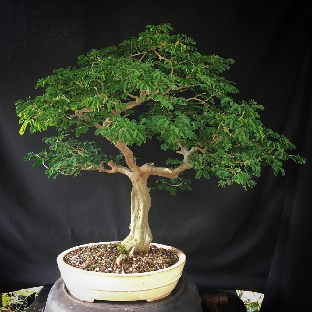 Brazilian Rain Tree Bonsai - Organize With Sandy