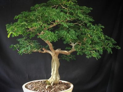 Brazilian Rain Tree Bonsai