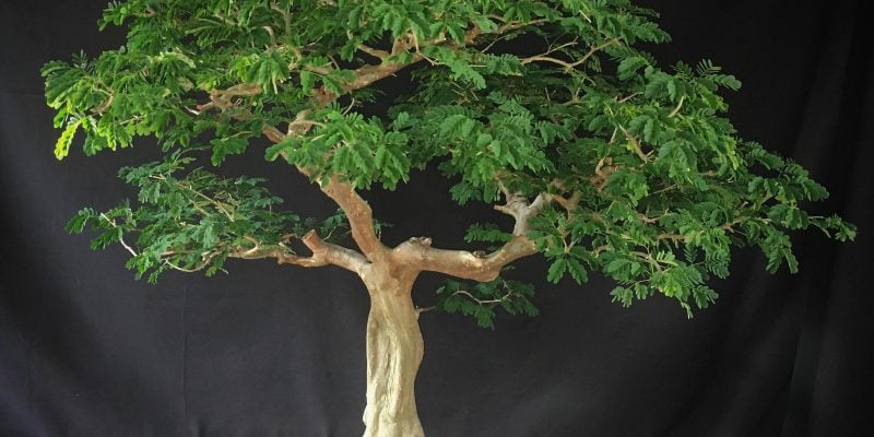 Brazilian Rain Tree Bonsai