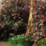 Camellia Sasanqua Trees: The Ultimate Backyard Gardener's Guide