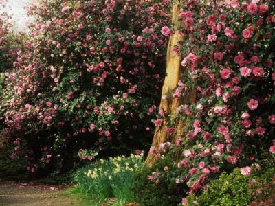 Camellia Sasanqua Trees: The Ultimate Backyard Gardener's Guide