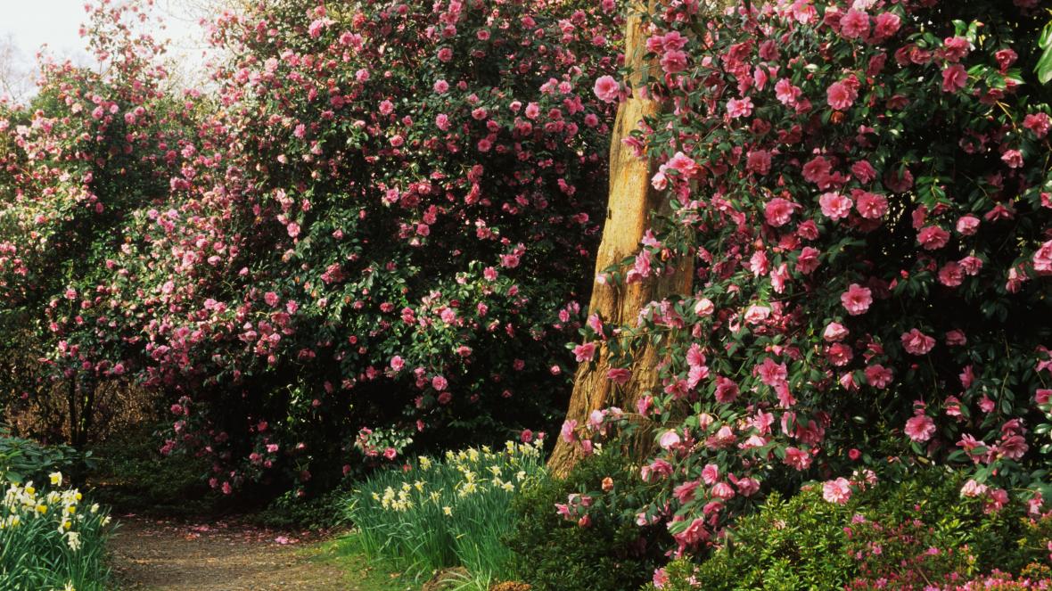 Camellia Sasanqua Trees: Best Backyard Gardener's Guide - Organize With 