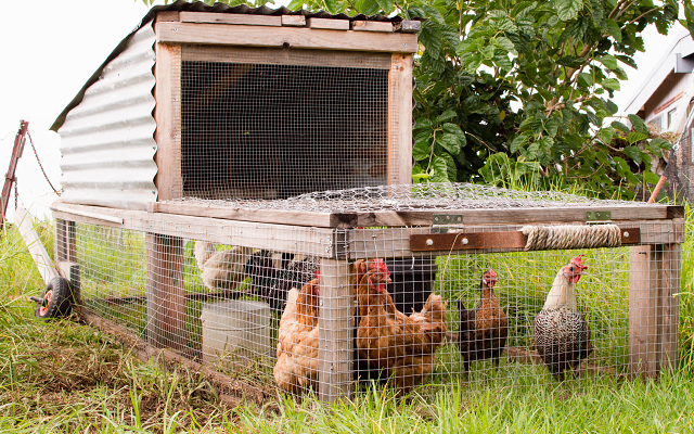 Chicken Tractor Vs. Chicken Coop: Which is Best for You?