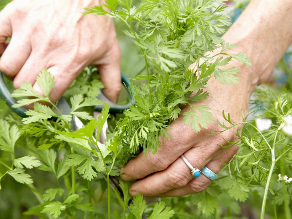 Harvesting Cilantro Seeds at Shaun Henderson blog