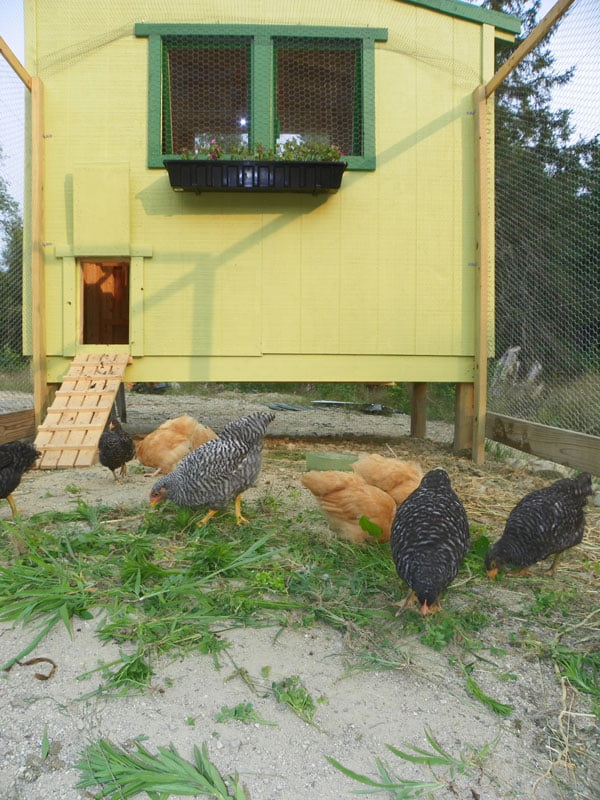 Plain Lean-To-Coop Chicken Coop