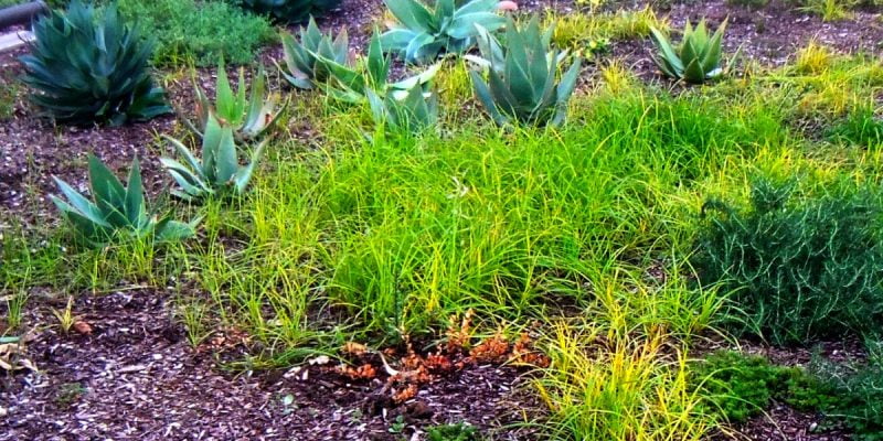 Does Vinegar Kill Weeds for Good and How Do I Properly Use It?