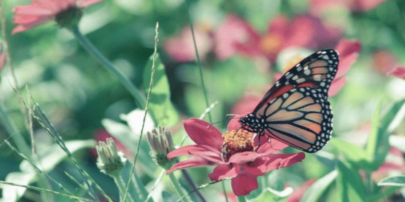 Everything You Need to Know About Indoor Butterfly Gardening