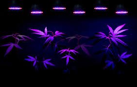 G8LED, 240 Watt Grow Light Review 2020