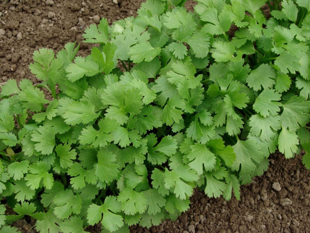 Grow Cilantro