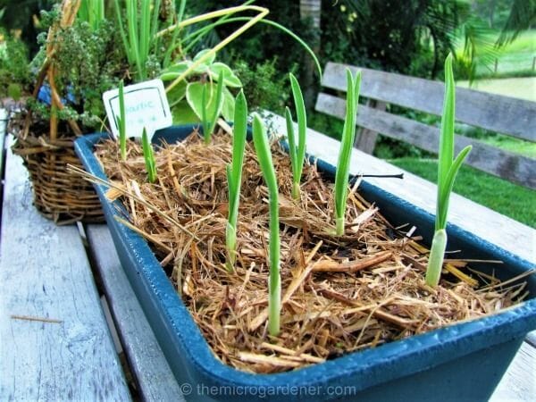 Grow Garlic Indoors