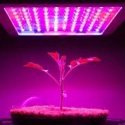 Grow Lights VS Regular Lights: The Best Lighting for your Needs