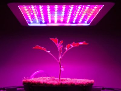 Grow Lights VS Regular Lights: The Best Lighting for your Needs