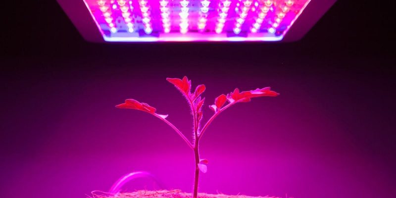 Grow Lights VS Regular Lights: The Best Lighting for your Needs