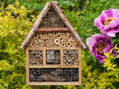 Grow a Bee Garden at your home