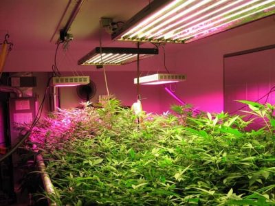 Guide to Growing Plants Indoors with Artificial Lights?