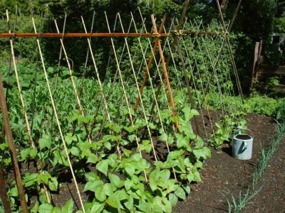 How Much Water Do Bean Plants Need to Grow? – A Beginners Guide to Growing Beans