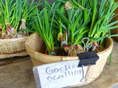 How to Grow Garlic in a Container Indoors