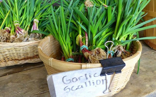 How to Grow Garlic in a Container Indoors