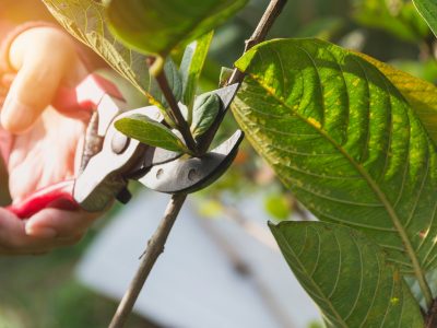 How to Remove Rust and Clean Your Pruning Shears