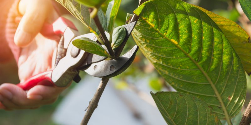 How to Remove Rust and Clean Your Pruning Shears