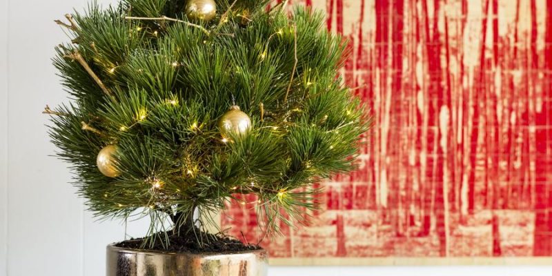 How to Take Care of a Live Christmas Tree?