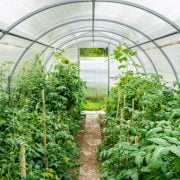 How to Use a Greenhouse for Beginners