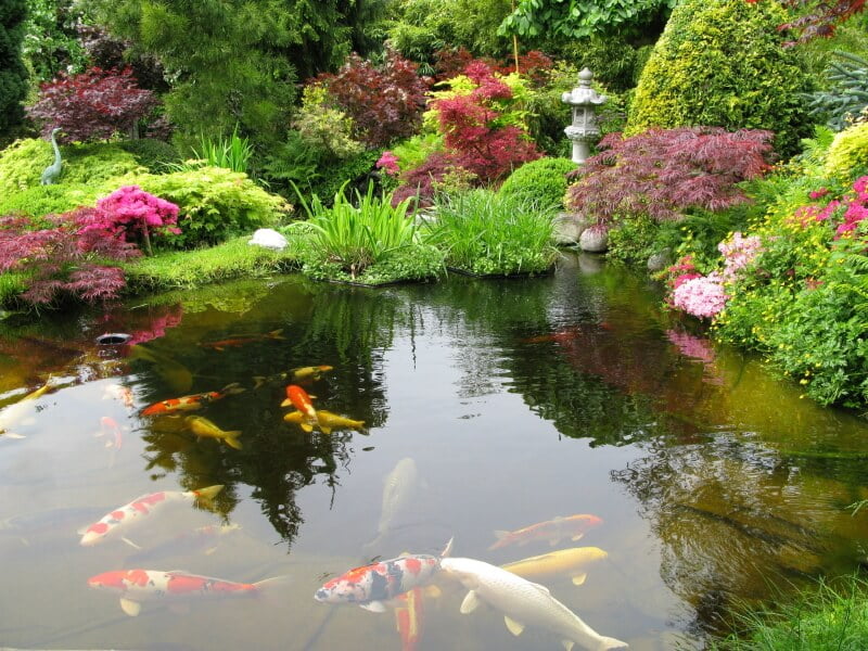 Large Pond for Larger Gardens