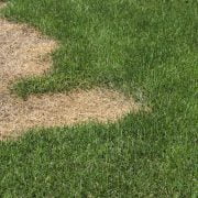 Lawn Fertilizer Burn