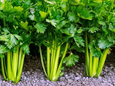 Learn How to Regrow Celery Naturally